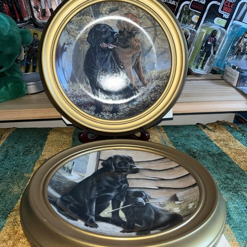 Lovely pair labrador - of,