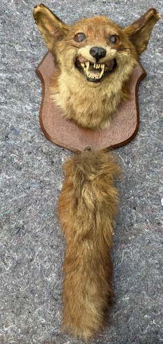 Taxidermy fox mask head - taxidermy,