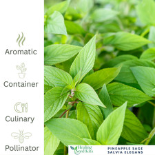 Herb Plant 9cm Pot | Culinary