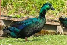 6  Cayuga Hatching Eggs