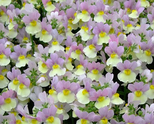 Scented nemesia easter - 6,