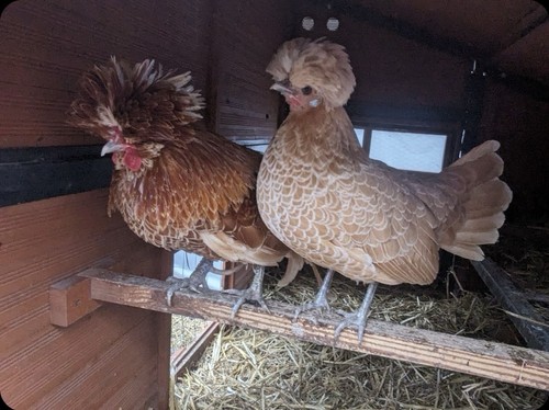 Dozen polish hatching eggs - eggs,