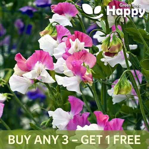 Sweet pea perfume - sweet, promise