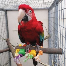 Preening Perch Wood and Rope