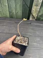 Rare Commiphora Wightii Indian