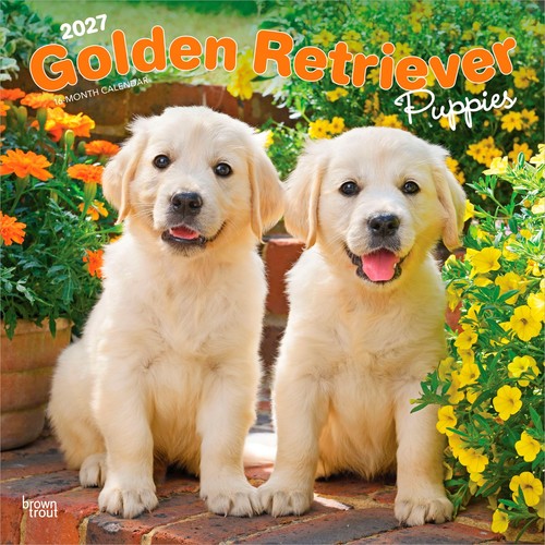 Golden retriever puppies - retriever, |