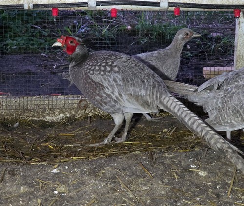 Abyssinian pheasant - 12+1,