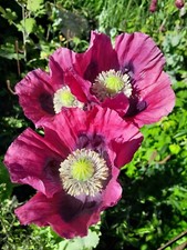 IZMIR TURKISH GIANT POPPY P