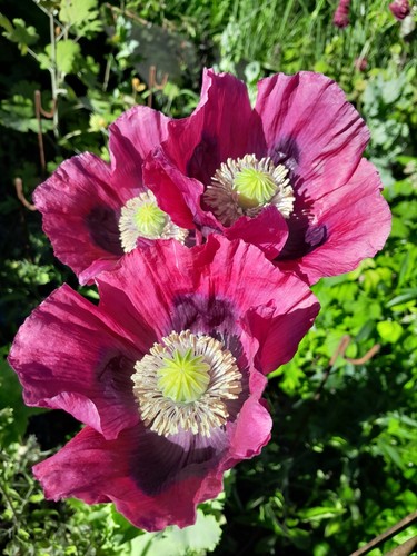 Izmir turkish giant poppy - izmir,