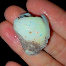 Opalised Shell Clam Fossil 24.36ct Shellfish Gastropoda Mussel Rainbow pinfire