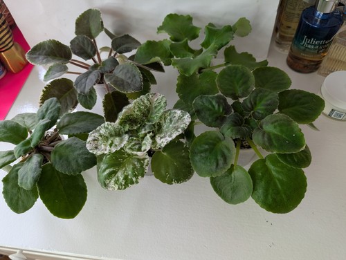 Set young plants - set,