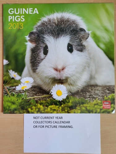 2013 guinea pigs - 2013, 3o