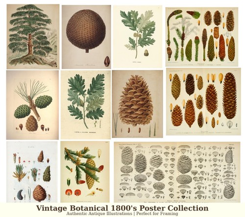 Vintage botanical poster - botanical,