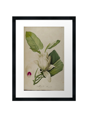 Botanical framed wall art - wall,