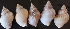 Extra large common - 5,