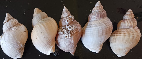 Extra large common whelk - extra,
