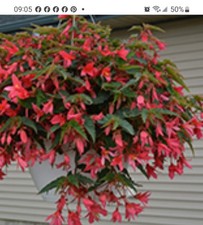 Begonia Bassa Nova Rose BIG