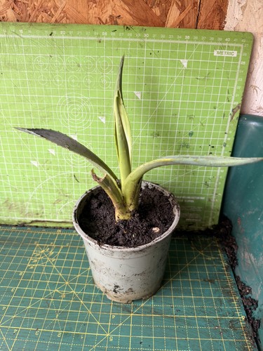 Agave variegated 13cm pot - agave,