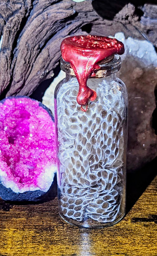 Snake skin jar curio oddity - snake,