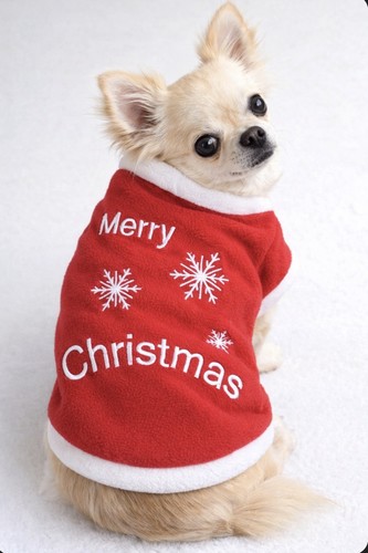 Small dog jumper red - red, warm
