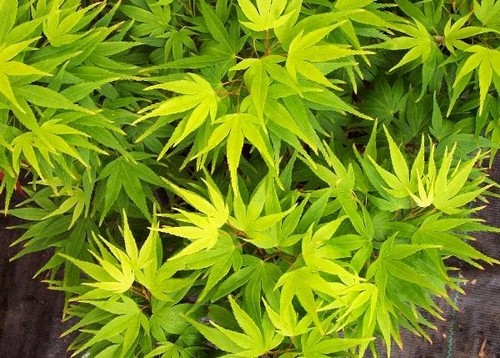 Acer palmatum mikawa - palmatum,