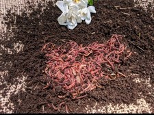 200 Live Red Wiggler worms