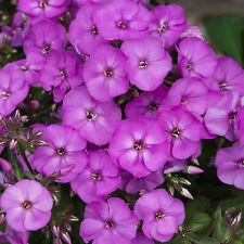 Phlox Ka-Pow Lavender - Garden