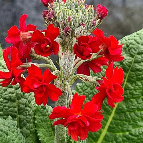 Primula candelabra candlelight - primula,
