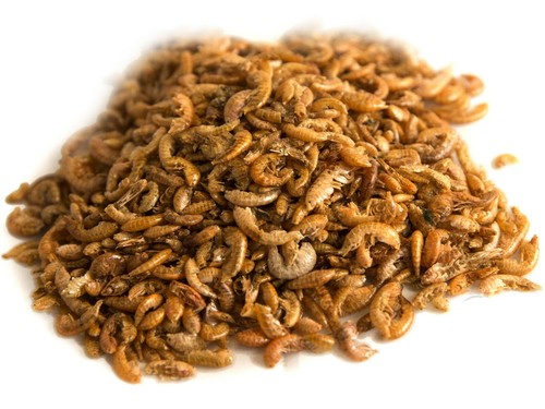 Chubby dried gammarus - dried,