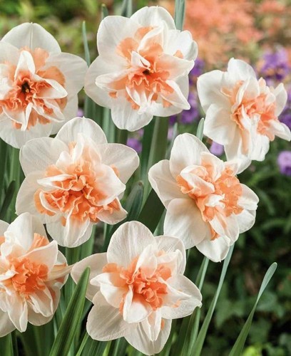 15x delnashaugh narcissus - delnashaugh,