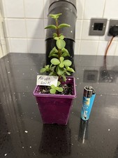 ROUGH BARK !!!Portalucaria