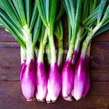 Italian Onion Long Red