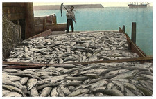 Fisherman Spearing a Fish Catch of the Day Lots of fish w Boat Pier Postcard