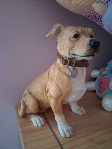 Very large staffordshire bull - large,