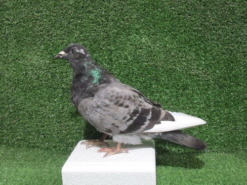 Walking grey white pigeon - walking,