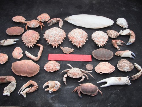 Job lot beach combing finds - job,