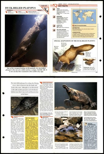 Duck billed platypus 67 - duck-billed, #67