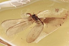 Great TERMITE & FUNGUS GNAT