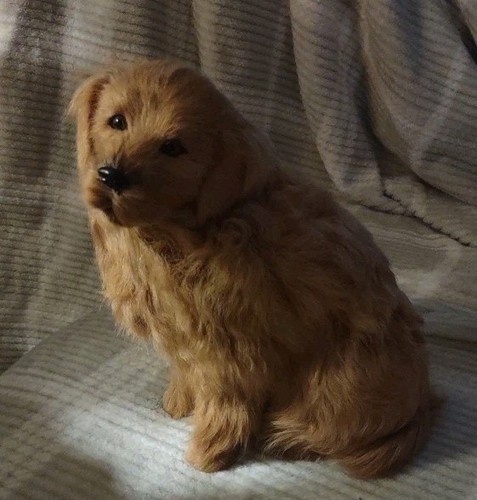 Vintage golden retriever real - golden,