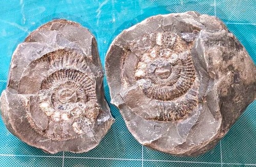 Natural ammonite fossil nodule - natural,
