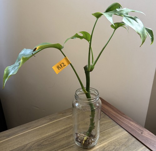 Mini monstera plant - mini,