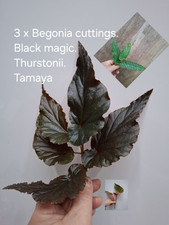 3 X Begonia Selection