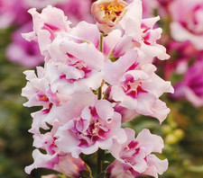 PICK & MIX SNAPDRAGON Premium