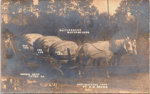 Rppc rattlesnake watermelons - rattlesnake,