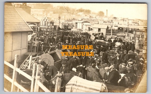 1910 read rppc cattle - c.1910, read!