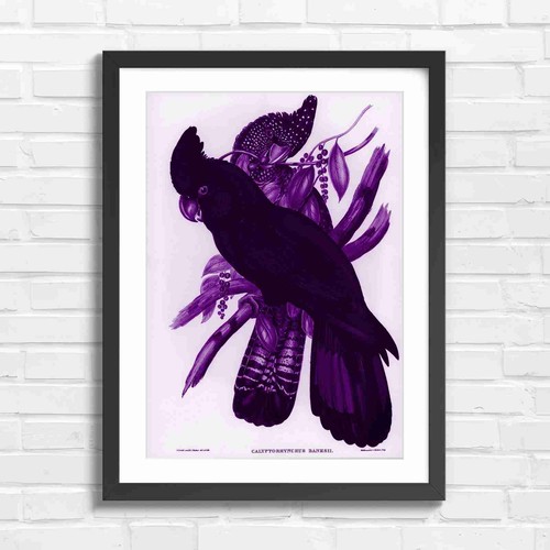 Vintage black cockatoo bird - vintage,