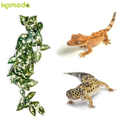 Komodo reptile borneo hanging - reptile,