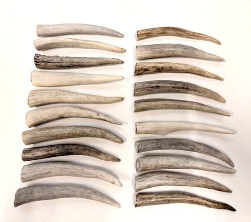 Deer antler tips - deer,