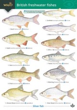 Guide to British Freshwater