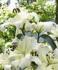5 Pretty Woman Tree Like Lily